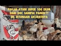 Kebutuhan Pakan Ayam Joper 100 Ekor DOC sampai Panen, Ini Simulasi Paling Akurat