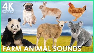 Sounds of the Farm | Boar, Koala, Zebra, Elephant,  Sheep, Cow, Dog, Cat, Rabbit - Animal Sounds