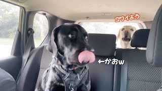 車嫌い\u0026犬嫌いのイェローラブに車でドッグランに行く2大チャレンジ与えてみたら