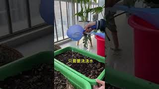 27 大秧农场 水培韭菜种植简单，浇水就长，很快就可以采收一茬！根和种子都给您准备好了！#水培韭菜#阳台种菜   @快手创作者中心O3xrgtux2ehryffe