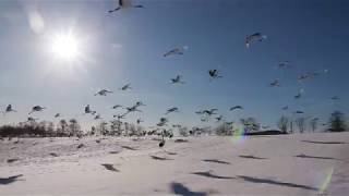 一斉に飛び立つタンチョウ @北海道鶴居村