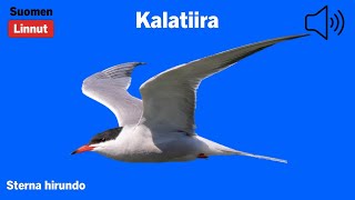 Kalatiira - Sterna hirundo - Common Tern - fisktärna - STEHIR