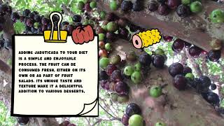 Jabuticaba Joy: Exploring the Unique Beauty and Flavor of Brazil's Remarkable Fruit!