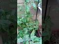 Winter Tomatoes Growing Tip