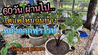 ปลูกฟาโรห์ผ่านไป60วัน เป็นอย่างไรบ้าง..