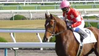 レッドロンメル　in 京都競馬場　at 2013.11.17.