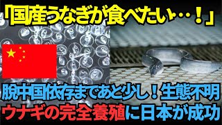 中国依存を脱却？ウナギの未来を変える完全養殖の技術とは【海外の反応】【技術】