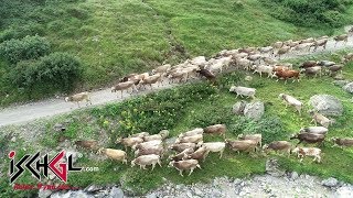 Viehtrieb von rd. 750 Kühen vom Piz Val Gronda ins Fimbatal, Ischgl-Samnaun, Drohne