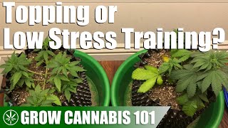 Comparing a Topped Plant with a Low Stress Trained Plant