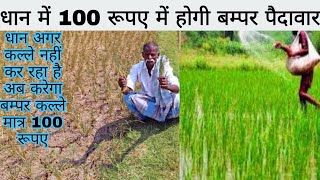 Dhan me kalle badhane ke upay || Dhan me kalle kaise badhaye || dhan me growth kaise kare