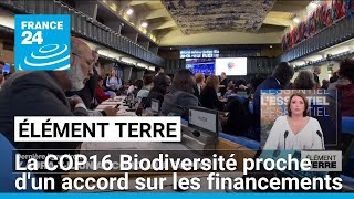 Préservation de la nature : la COP16 Biodiversité proche d'un accord de financement • FRANCE 24