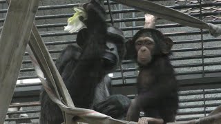 チンパンジーの赤ちゃん　スカイくん　元気に遊びまわります　【とべ動物園】Chimpanzee Sky-kun Tobe Zoo