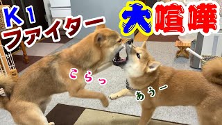 身体が同等になった子犬の柴犬が先住犬とK1ファイター並みに大喧嘩！