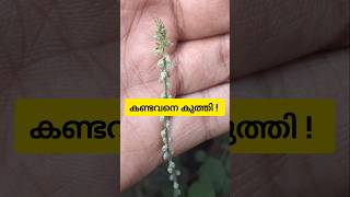 Medicinal Plants of Kerala Interesting Facts | Achyranthes aspera | kadaladi | Herbs #medicinalplant