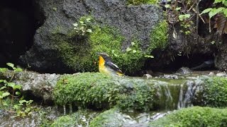 山中湖 大洞の泉のキビタキ（雄）の水浴び　その７（4K動画）