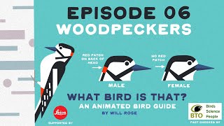 WHAT BIRD IS THAT? EP 06 WOODPECKERS