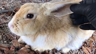 Did you know that rabbits melt when you pet them?