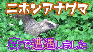 ニホンアナグマ（Meles anakuma）と遭遇しました！