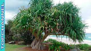 8 Variedades de Plantas Tropicales más espectaculares