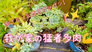 【多肉】雨ざらしで西日ガンガンの猛者多肉💪強いし、増えやすいのはこの子たち✨【succulents】