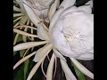 Brahma Kamal#beautiful #flower #plant #short #shorts #viral #video #youtubeshorts