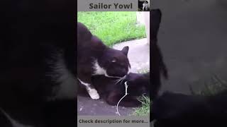 Cat mating sounds | Cats on heat | Cat mating call |Sailor Yowl - no sound