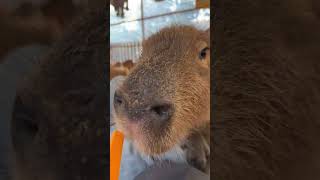 Baji Baji Capybara is a life attitude. What bad intentions can small animals have? How healing c