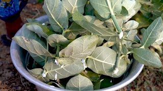 Herbal pest repellent (summary)