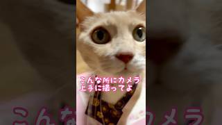 【猫和尚】今朝もセンターとって愛嬌振り撒く #猫 #猫動画 #cat #cute