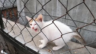 No mother  - Many kitten do not have mother, Kittens abandoned by humans after cat giving birth