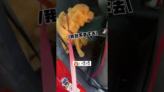 當你的狗不想回家 #黃金獵犬 #黃金獵犬的日常  #黃金獵犬寶寶 #毛小孩 #寵物#寵物新聞雲#goldenretriever