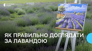 Як доглядати за лавандою: поради волинянки, яка вирощує кущі на гектарі поля