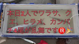 高級魚乱舞！！（伊東港　泳がせ釣り　カマス　堤防）