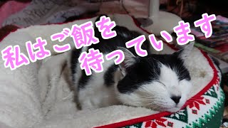 寝たふりをする猫/Cat pretending to be asleep【ハチワレ猫】【Bicolor cat】