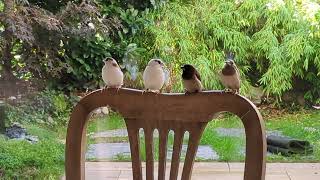 Japanische Mövchen an einem sonnigen Sonntag Vormittag - Wohnzimmer - society finches