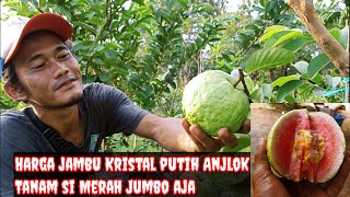 Jambu kristal Merah jumbo || ANJLOKnya harga jambu kristal putih