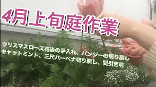 【ガーデニング】4月上旬庭作業　クリスマスローズ、チューリップ花後の手入れ、パンジーの切り戻し、ローダンセマムお手入れ、キャットミントの整理等