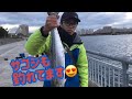 ハマチとファイト！サゴシにタチウオ！fishingmax芦屋店