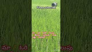 🌾ఓరీ 🌾 మడిలో 🌾 కలుపు ☘️🌱గడ్డి 🌿☘️తీసము🎋🎄