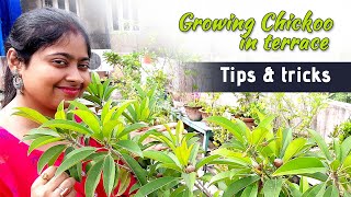 How To Grow Sapota / Sapodilla / Chickoo In Containers || Terrace Gardening