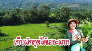 ชีรี่อยู่บ้านEp9: เก็บผักกูดช่วงโควิตได้เยอะมาก| ເກັບຜັກກູດຊ່ວງໂຄວິດ