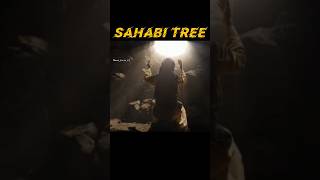 #Sahabi #Tree 🌳1445 Year Old Tree #shorts #Shorts #viral #allah