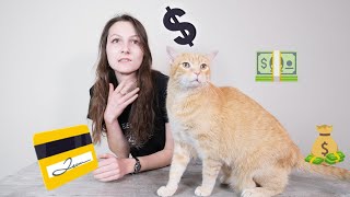 New Cat Essentials (Budget Edition): Everything You Need Under $106