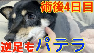 【2話】逆足もパテラ(膝蓋骨脱臼)ステージ3を発症しました。。