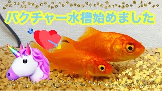 バクチャー水槽始めました🦄✨💗