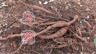 中药铺卖的“乌药”，来自植物地下块根，挖一颗认识它