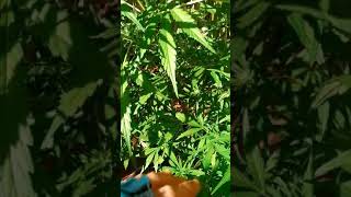 Cannabis sativa / primeira semana de floraçao