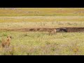 Ngorongoro Crater, Tanzania  Lion Chase - June 2022