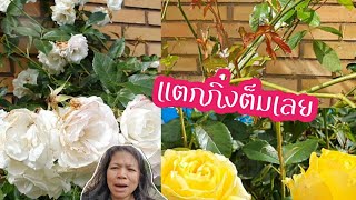 เคล็ดลับอีกอย่างที่ทำให้กุหลาบแตกกิ่ง | กุหลาบเดนมาร์ก