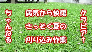 お陰様で病気から回復したので夏用に刈り込み